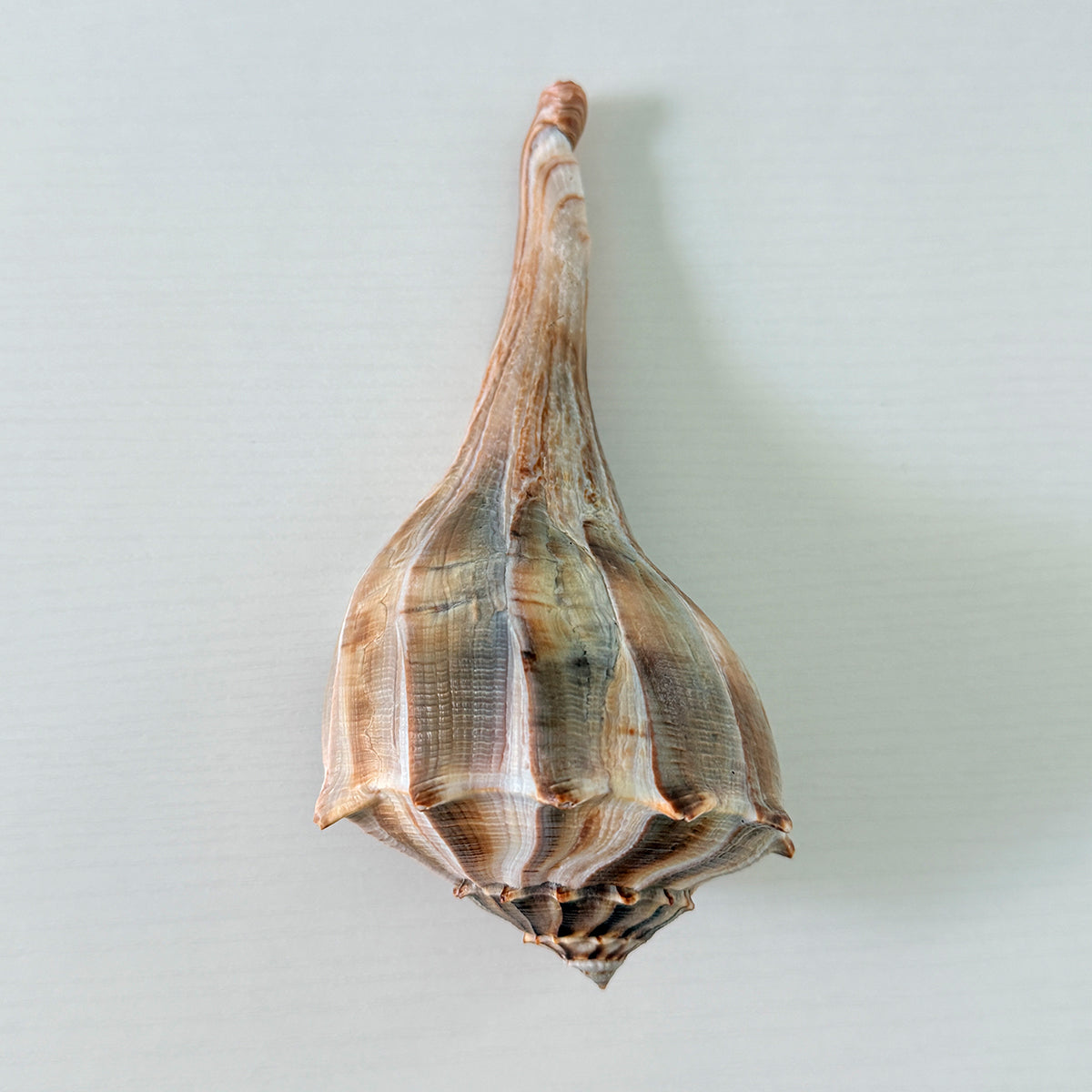 Florida Lightning Whelk Seashell