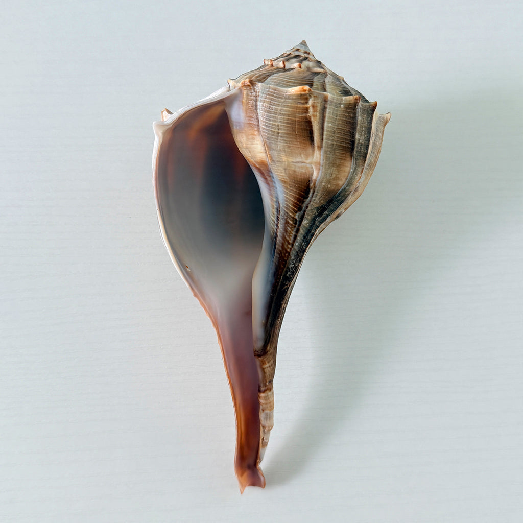 Florida Lightning Whelk Seashell