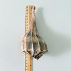 Florida Lightning Whelk Seashell