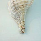 Florida Horse Conch Seashell (10 inches)