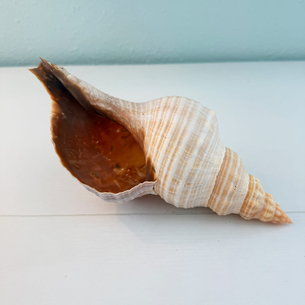Florida Horse Conch Seashell (10 inches)