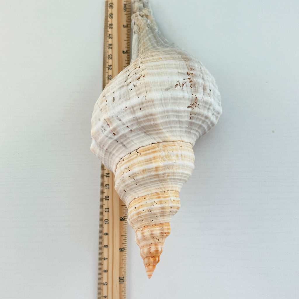 Florida Horse Conch Seashell (10 inches)