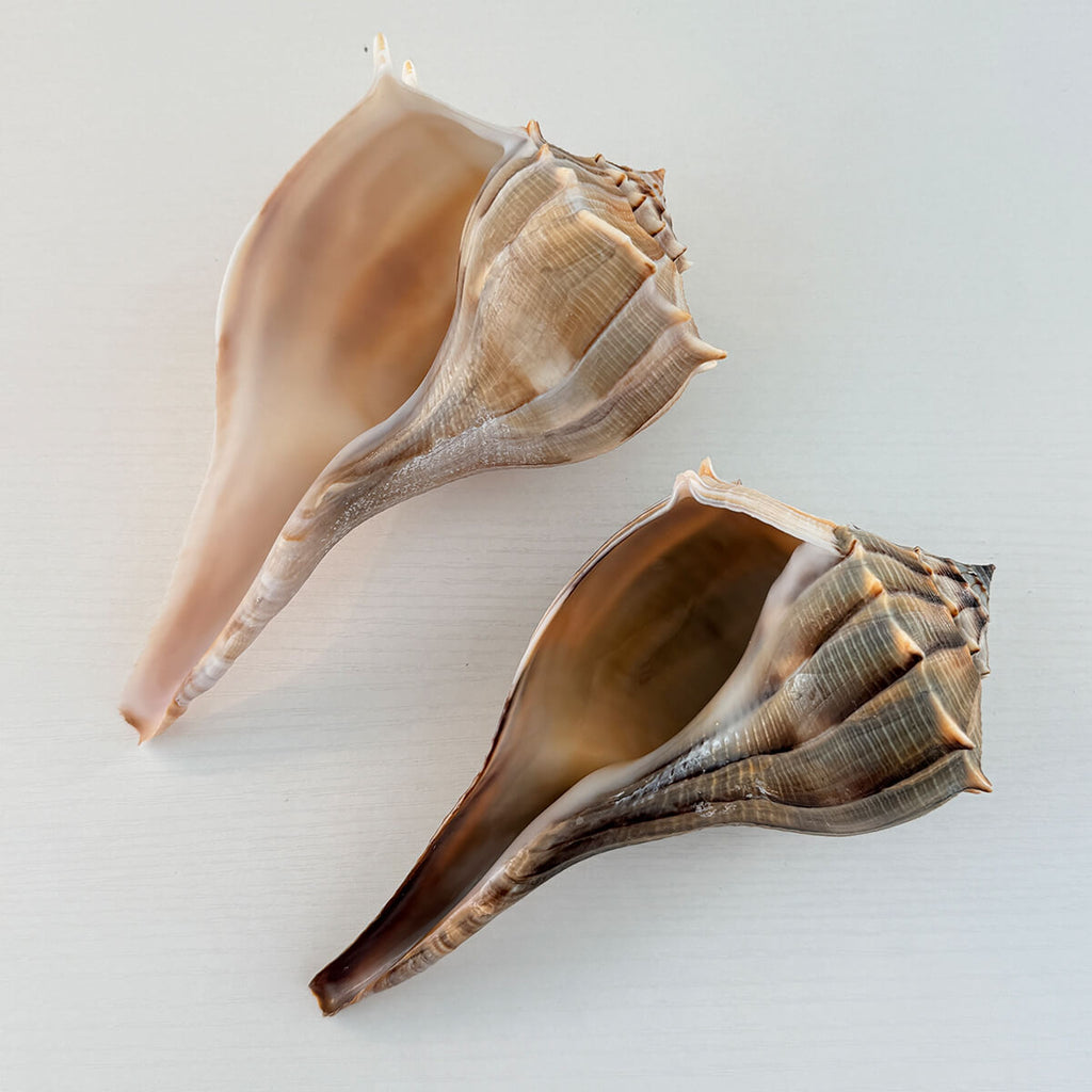 Florida Lightning Whelk Seashells (Bundle of 2)