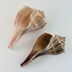Florida Lightning Whelk Seashells (Bundle of 2)