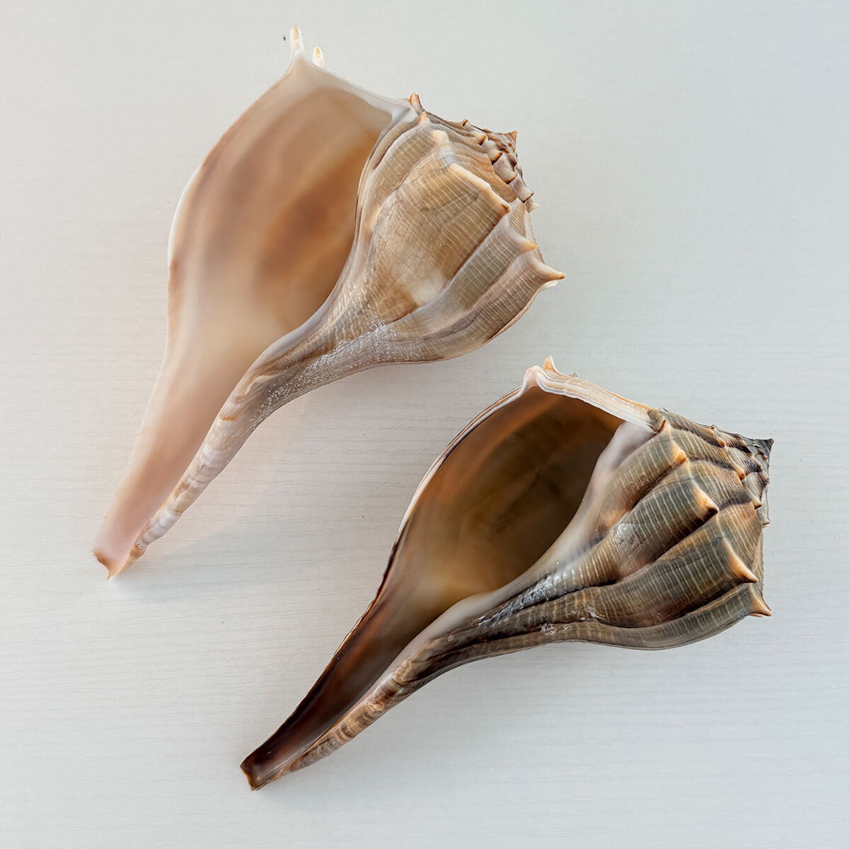 Florida Lightning Whelk Seashells (Bundle of 2)