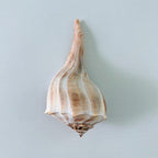 Florida Lightning Whelk Seashell