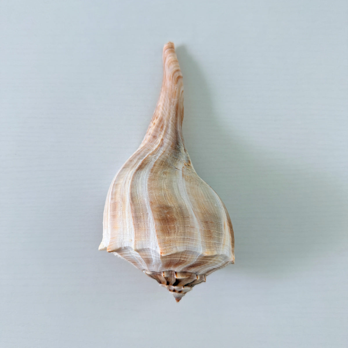 Florida Lightning Whelk Seashell