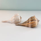 Florida Lightning Whelk Seashells (Bundle of 2)