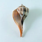 Florida Lightning Whelk Seashell