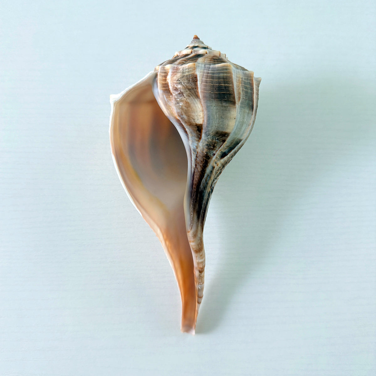 Florida Lightning Whelk Seashell