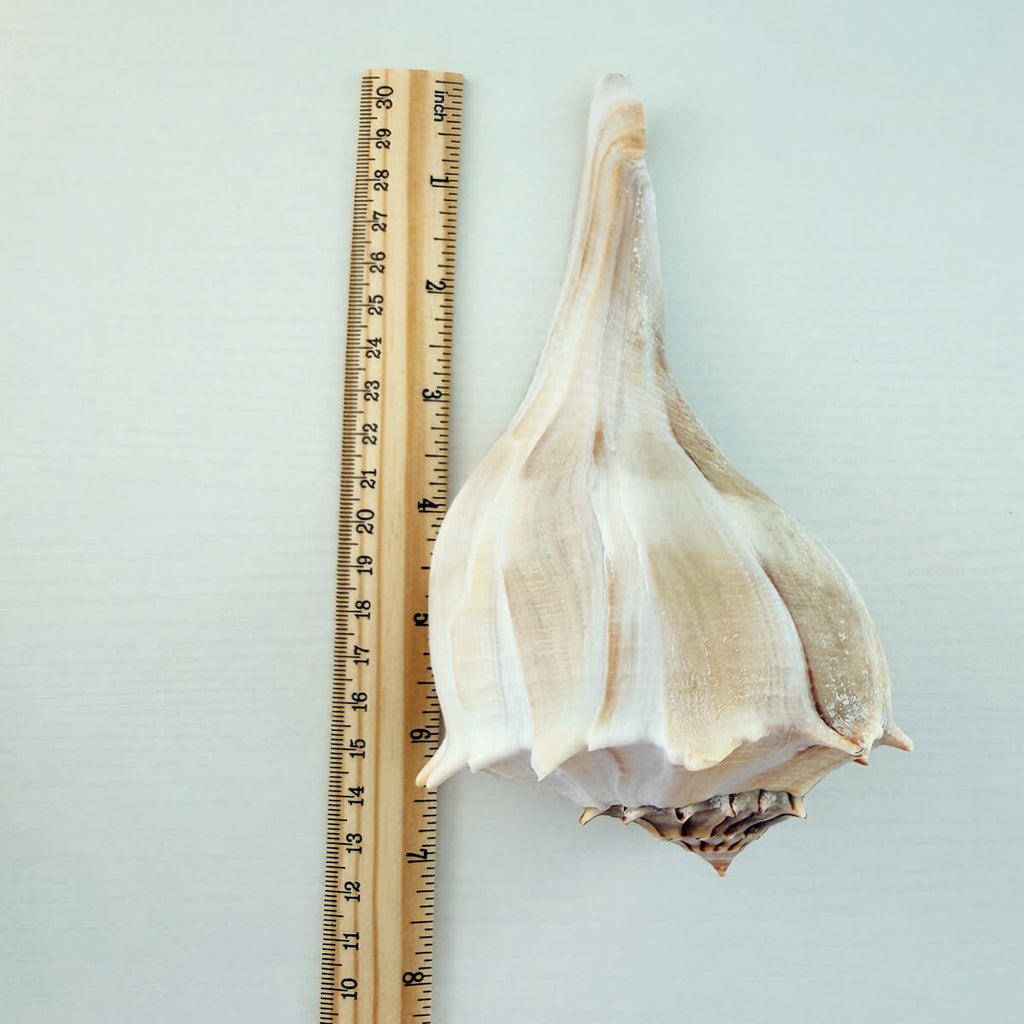 Florida Lightning Whelk Seashells (Bundle of 2)