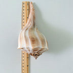 Florida Lightning Whelk Seashell