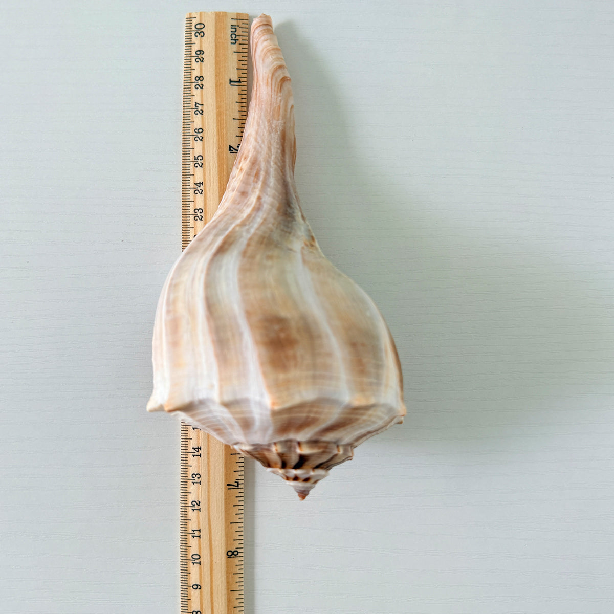 Florida Lightning Whelk Seashell