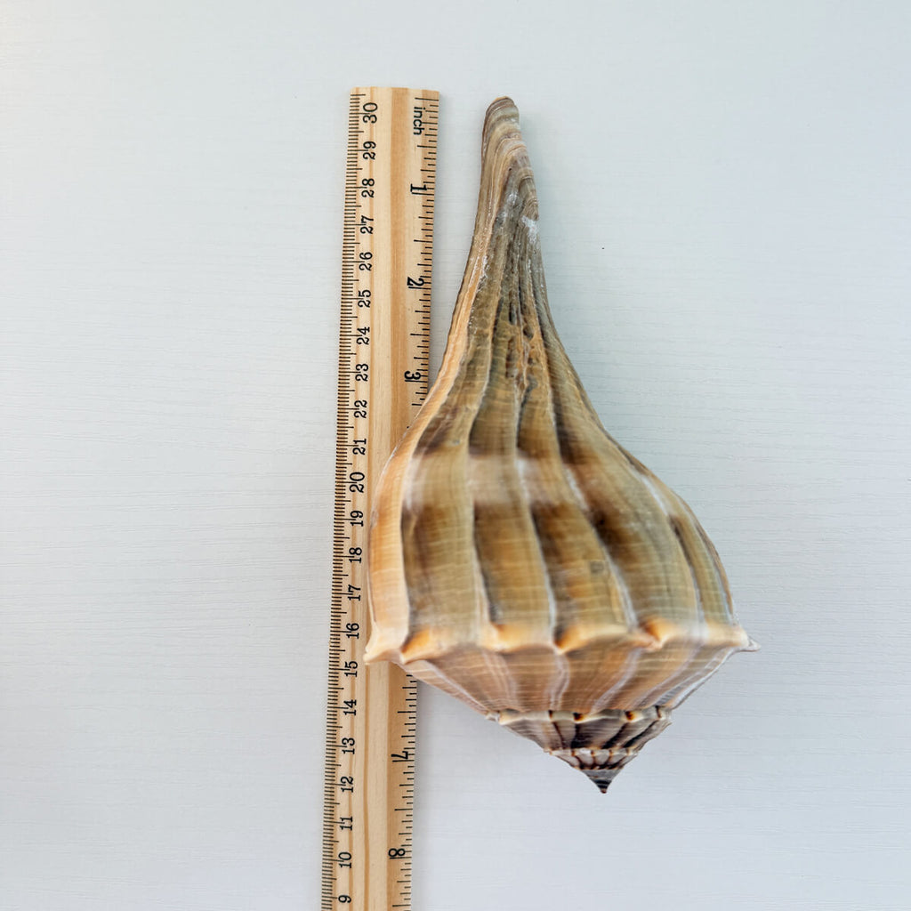 Florida Lightning Whelk Seashells (Bundle of 2)