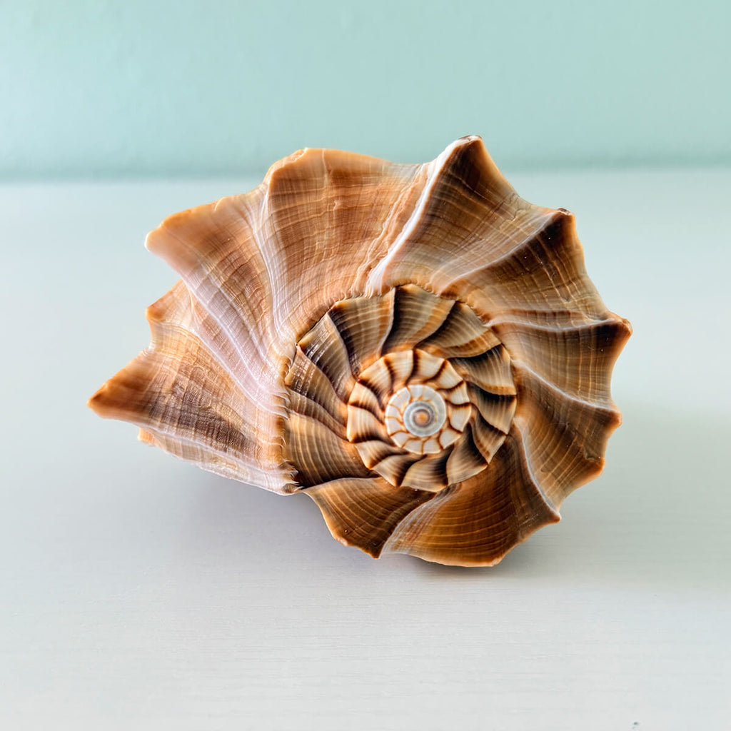 Florida Lightning Whelk Seashell