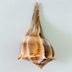 Florida Lightning Whelk Seashell