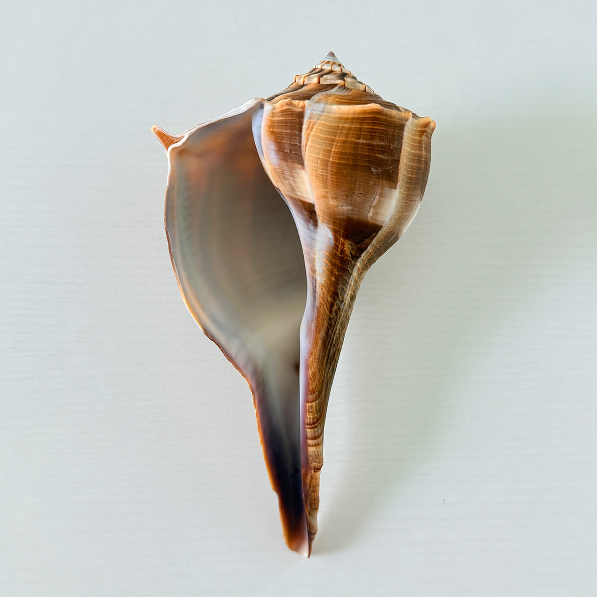 Florida Lightning Whelk Seashell