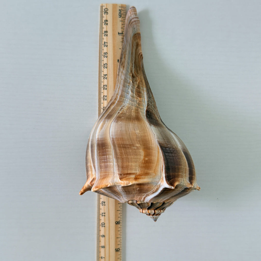 Florida Lightning Whelk Seashell
