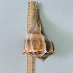 Florida Lightning Whelk Seashell