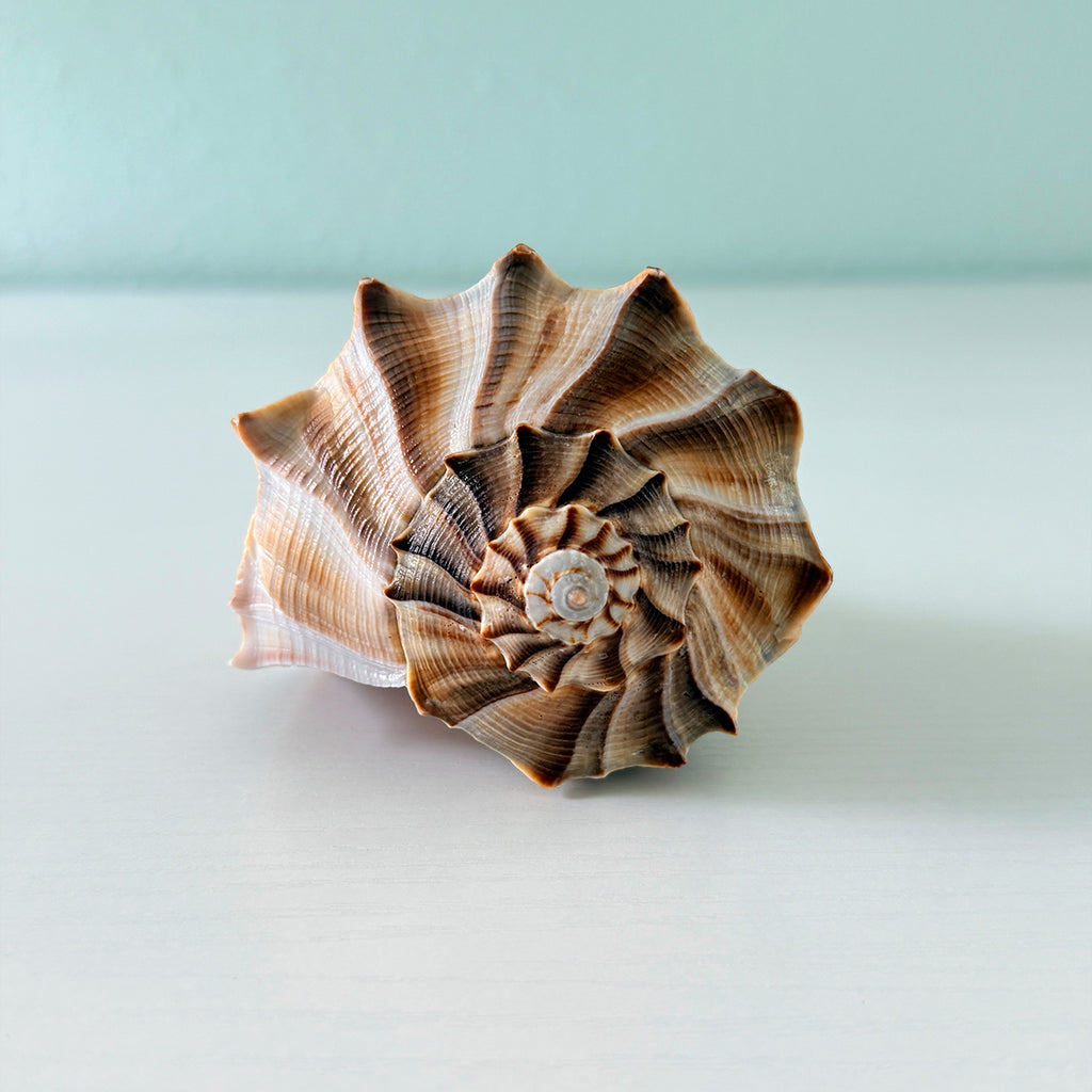 Florida Lightning Whelk Seashell