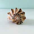 Florida Lightning Whelk Seashell