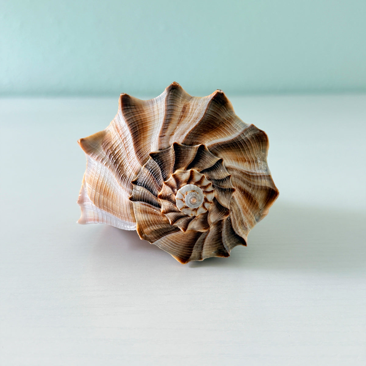 Florida Lightning Whelk Seashell