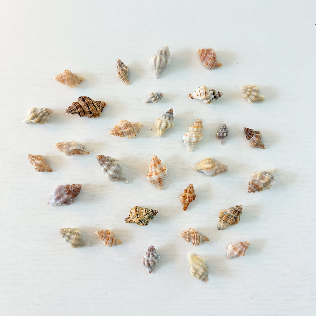 Assorted Florida seashell bundle with Mauve-Mouth Drills, Ribbed Cantharus, and Gulf Oyster Drills for crafts and coastal decor. Shellin with Linds.