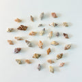 Assorted Florida seashell bundle with Mauve-Mouth Drills, Ribbed Cantharus, and Gulf Oyster Drills for crafts and coastal decor. Shellin with Linds.