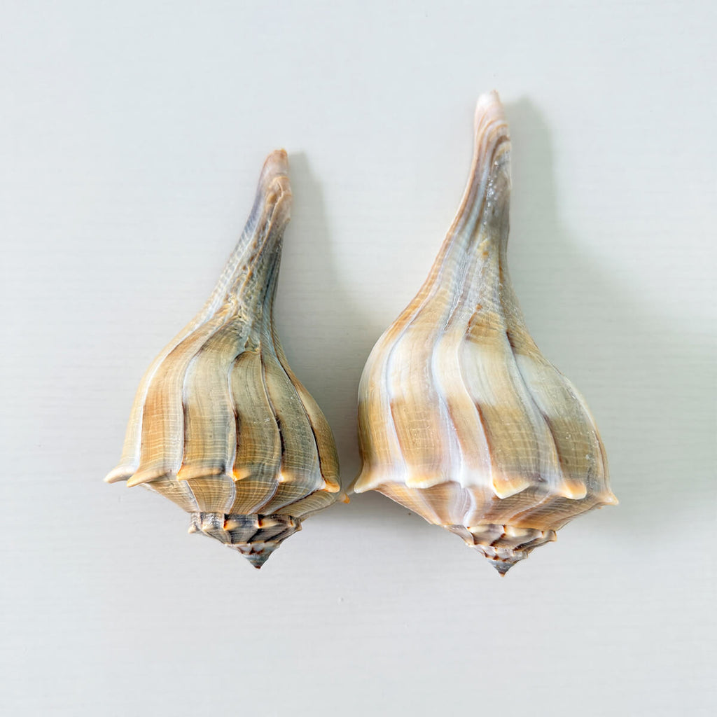 Florida Lightning Whelk Seashells (Bundle of 2)