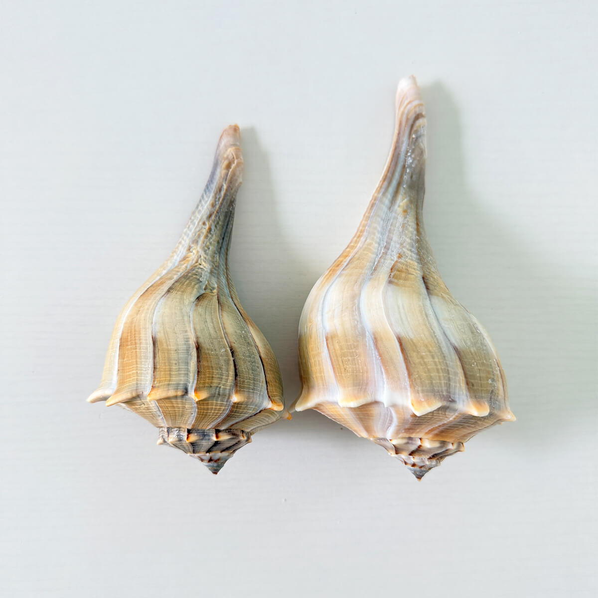 Florida Lightning Whelk Seashells (Bundle of 2)