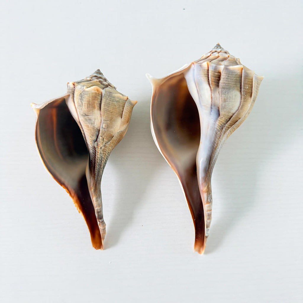 Florida Lightning Whelk Seashells (Bundle of 2)