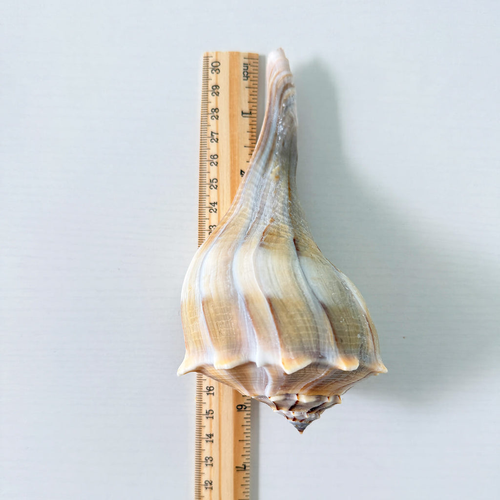 Florida Lightning Whelk Seashells (Bundle of 2)