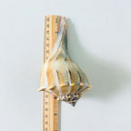 Florida Lightning Whelk Seashells (Bundle of 2)