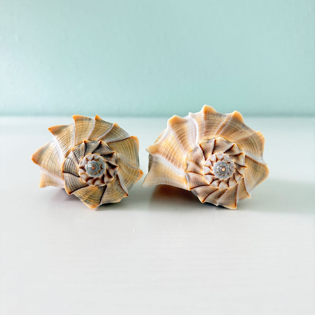 Two large yellow and white striped Lightning Whelk shells with rare blue tips collected from St. Pete Beach Florida measuring over 5.5 and 6.5 inches long