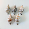Banded Tulip Seashells (Bundle of 5) Different Size Options