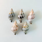 Banded Tulip Seashells (Bundle of 5) Different Size Options