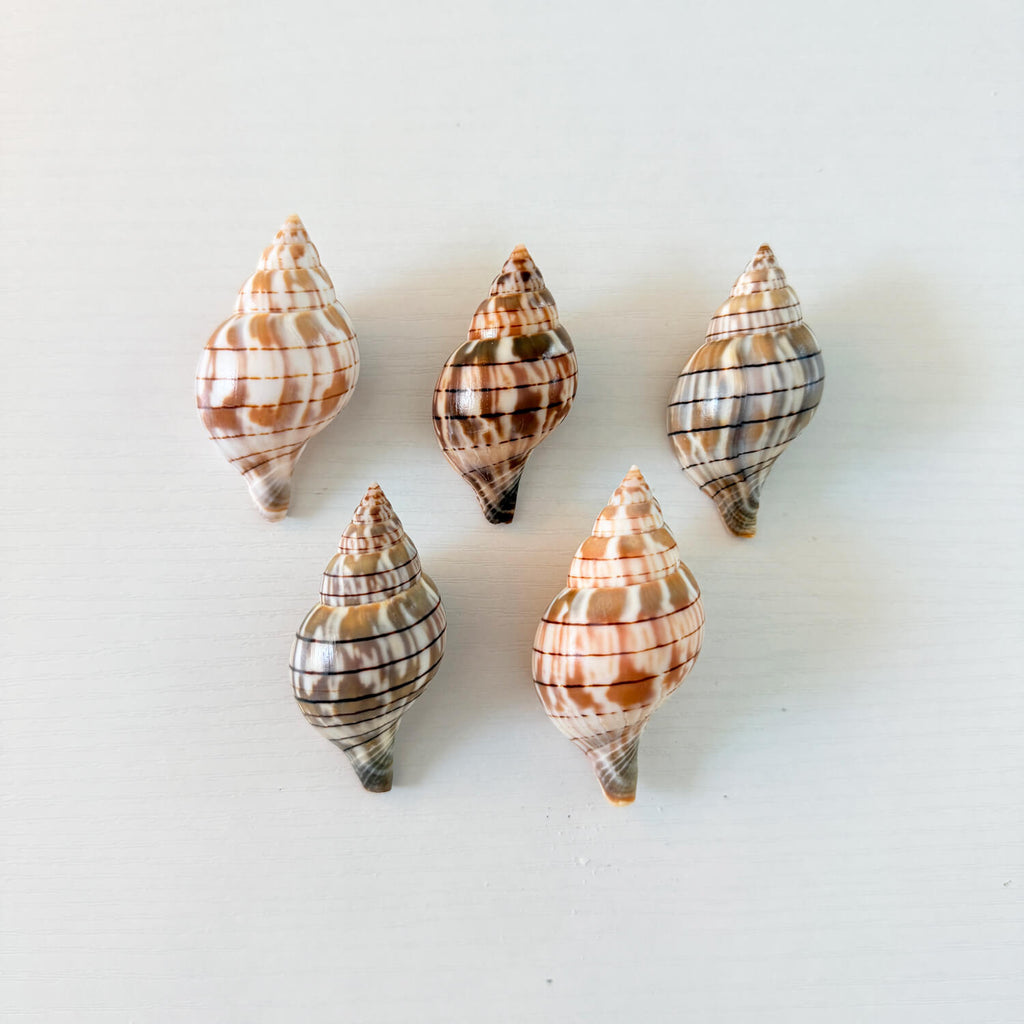 Banded Tulip Seashells (Bundle of 5) Different Size Options