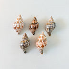 Banded Tulip Seashells (Bundle of 5) Different Size Options