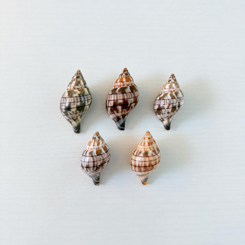 Banded Tulip Seashells (Bundle of 5) Different Size Options