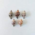 Banded Tulip Seashells (Bundle of 5) Different Size Options