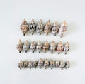 Florida Banded Tulip Seashell Bundle (24 Shells)