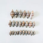 Florida Banded Tulip Seashell Bundle (24 Shells)