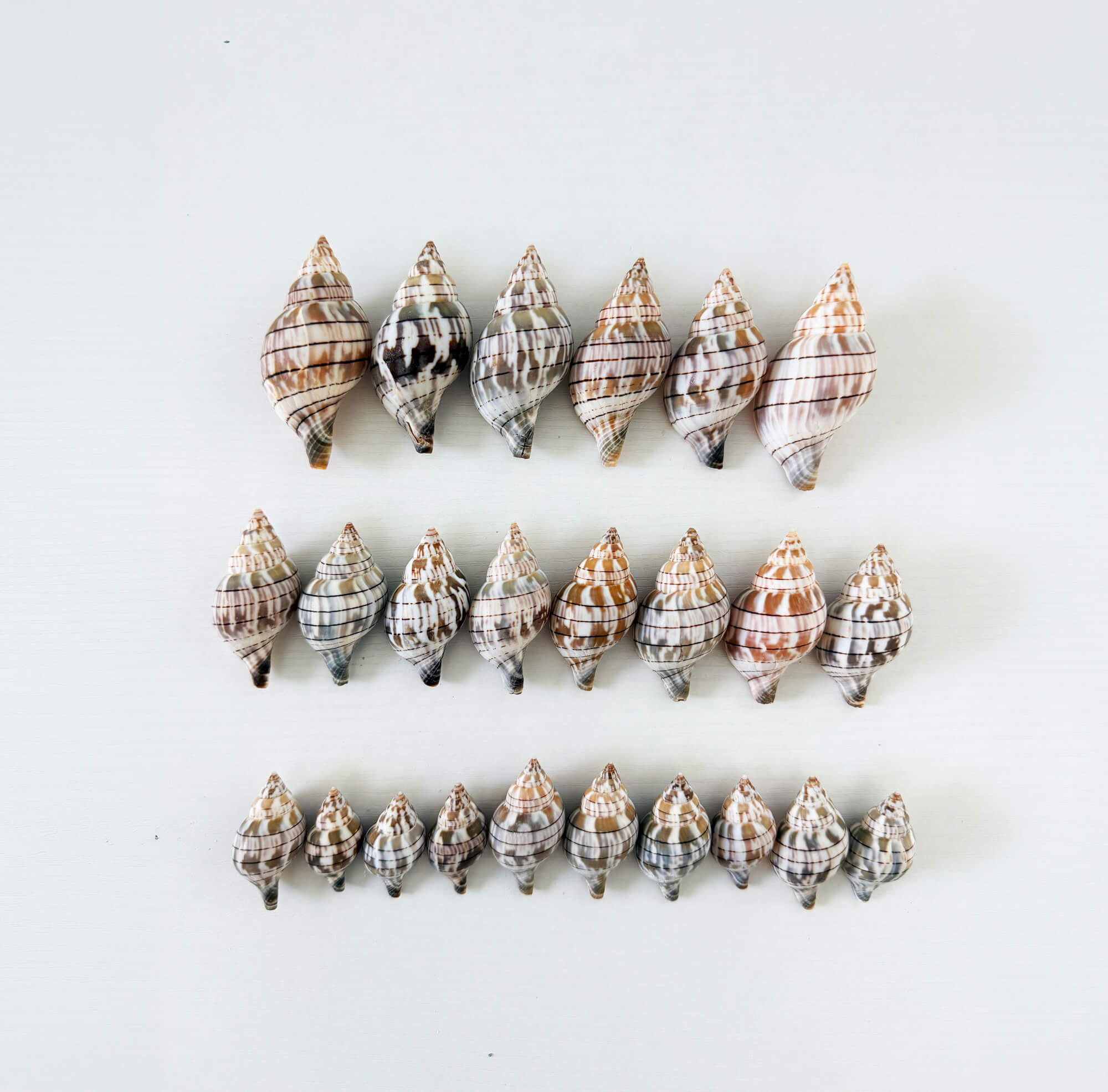 Florida Banded Tulip Seashell Bundle (24 Shells)