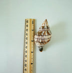 Florida Banded Tulip Seashell Bundle (24 Shells)
