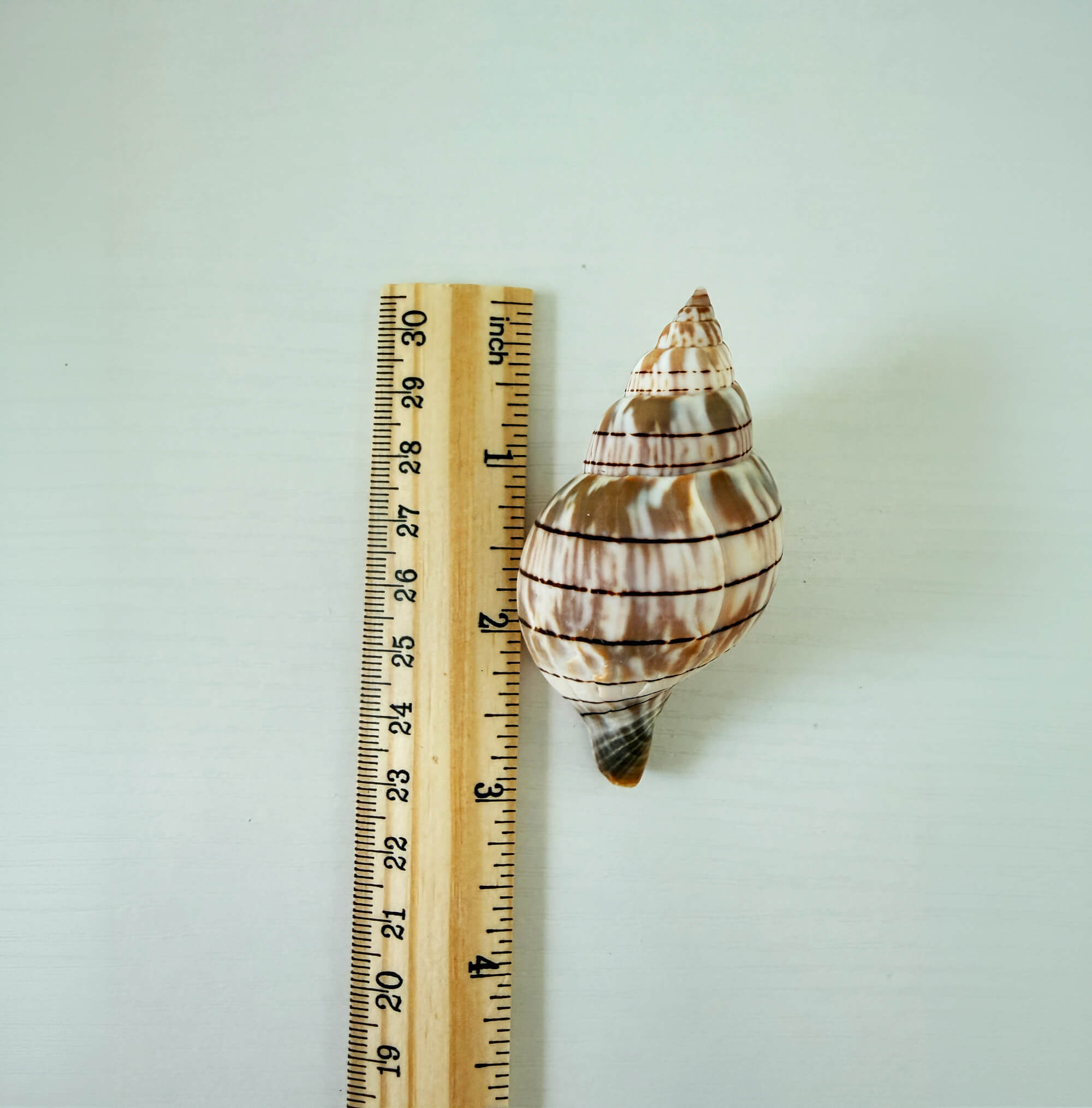Florida Banded Tulip Seashell Bundle (24 Shells)