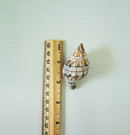 Florida Banded Tulip Seashell Bundle (24 Shells)