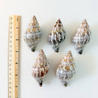 Banded Tulip Seashells (Bundle of 5) Different Size Options