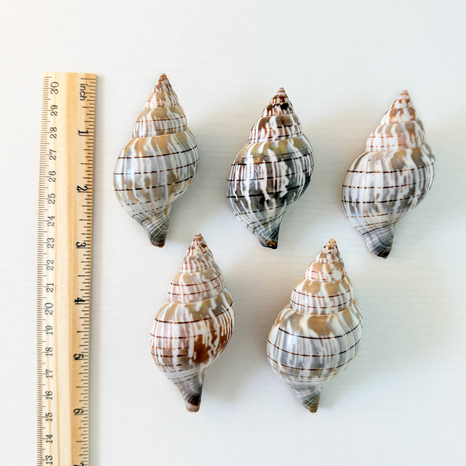 Banded Tulip Seashells (Bundle of 5) Different Size Options