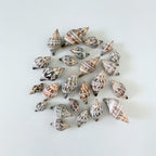 Florida Banded Tulip Seashell Bundle (24 Shells)