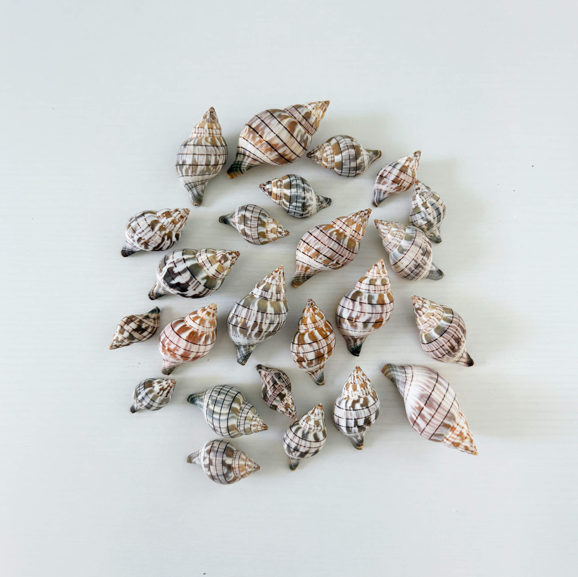Florida Banded Tulip Seashell Bundle (24 Shells)